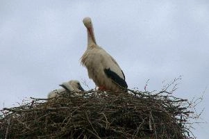 dsc_211410.jpg