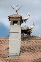 dsc_211435.jpg