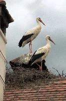 Twin Towerers, storch, animal, germany, wild, salem, pair, cigogne, nesting, ciconia, reproduction, breeding, bird, baden-württemberg, beautiful, stork, constance, lucky, white, lake, wings, affenberg, nests, migratory, bodensee, nest, wildlife