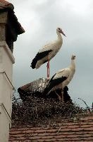 Ciconia ciconia, affenberg, storch, cigogne, white, baden-württemberg, bird, wings, bodensee, nest, breeding, germany, reproduction, beautiful, stork, migratory, nests, wildlife, pair, nesting, lucky, salem, ciconia, constance, lake, animal, wild