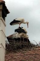 Ciconia ciconia, affenberg, storch, cigogne, white, baden-württemberg, bird, wings, bodensee, nest, breeding, germany, reproduction, beautiful, stork, migratory, nests, wildlife, pair, nesting, lucky, salem, ciconia, constance, lake, animal, wild