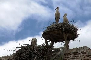 Ciconia ciconia, affenberg, storch, cigogne, white, baden-württemberg, bird, wings, bodensee, nest, breeding, germany, reproduction, beautiful, stork, migratory, nests, wildlife, pair, nesting, lucky, salem, ciconia, constance, lake, animal, wild