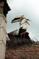 Ciconia ciconia, affenberg, storch, cigogne, white, baden-württemberg, bird, wings, bodensee, nest, breeding, germany, reproduction, beautiful, stork, migratory, nests, wildlife, pair, nesting, lucky, salem, ciconia, constance, lake, animal, wild