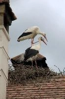 Cigogne, affenberg, storch, cigogne, white, baden-württemberg, bird, wings, bodensee, nest, breeding, germany, reproduction, beautiful, stork, migratory, nests, wildlife, pair, nesting, lucky, salem, ciconia, constance, lake, animal, wild