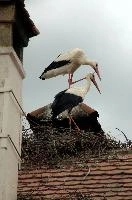 Ciconia ciconia, affenberg, storch, cigogne, white, baden-württemberg, bird, wings, bodensee, nest, breeding, germany, reproduction, beautiful, stork, migratory, nests, wildlife, pair, nesting, lucky, salem, ciconia, constance, lake, animal, wild