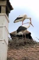 Ciconia ciconia, affenberg, storch, cigogne, white, baden-württemberg, bird, wings, bodensee, nest, breeding, germany, reproduction, beautiful, stork, migratory, nests, wildlife, pair, nesting, lucky, salem, ciconia, constance, lake, animal, wild