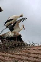 Ciconia ciconia, affenberg, storch, cigogne, white, baden-württemberg, bird, wings, bodensee, nest, breeding, germany, reproduction, beautiful, stork, migratory, nests, wildlife, pair, nesting, lucky, salem, ciconia, constance, lake, animal, wild