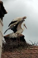 Ciconia ciconia, affenberg, storch, cigogne, white, baden-württemberg, bird, wings, bodensee, nest, breeding, germany, reproduction, beautiful, stork, migratory, nests, wildlife, pair, nesting, lucky, salem, ciconia, constance, lake, animal, wild