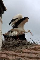 Ciconia ciconia, affenberg, storch, cigogne, white, baden-württemberg, bird, wings, bodensee, nest, breeding, germany, reproduction, beautiful, stork, migratory, nests, wildlife, pair, nesting, lucky, salem, ciconia, constance, lake, animal, wild