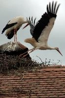 Ciconia ciconia, affenberg, storch, cigogne, white, baden-württemberg, bird, wings, bodensee, nest, breeding, germany, reproduction, beautiful, stork, migratory, nests, wildlife, pair, nesting, lucky, salem, ciconia, constance, lake, animal, wild