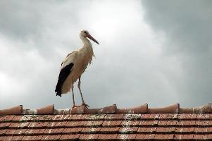 Ciconia ciconia, storch, animal, germany, wild, cigogne, pair, bird, nesting, white, reproduction, breeding, stork, baden-württemberg, beautiful, ciconia, constance, lucky, salem, lake, wings, affenberg, nests, migratory, bodensee, nest, wildlife