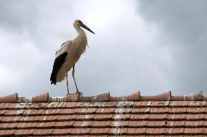 Ciconia ciconia, affenberg, storch, cigogne, white, baden-württemberg, bird, wings, bodensee, nest, breeding, germany, reproduction, beautiful, stork, migratory, nests, wildlife, pair, nesting, lucky, salem, ciconia, constance, lake, animal, wild
