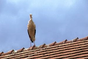 Ciconia ciconia, storch, animal, germany, wild, cigogne, pair, bird, nesting, white, reproduction, breeding, stork, baden-württemberg, beautiful, ciconia, constance, lucky, salem, lake, wings, affenberg, nests, migratory, bodensee, nest, wildlife