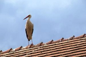 Ciconia ciconia, storch, animal, germany, wild, cigogne, pair, bird, nesting, white, reproduction, breeding, stork, baden-württemberg, beautiful, ciconia, constance, lucky, salem, lake, wings, affenberg, nests, migratory, bodensee, nest, wildlife
