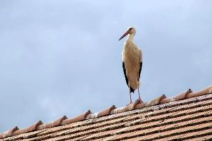 Ciconia ciconia, storch, animal, germany, wild, cigogne, pair, bird, nesting, white, reproduction, breeding, stork, baden-württemberg, beautiful, ciconia, constance, lucky, salem, lake, wings, affenberg, nests, migratory, bodensee, nest, wildlife