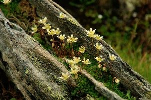 Wallis, steinbruch, switzerland, valais, alpine, perennial, flower, wildflower, wallis, swiss, schweiz, wild, saxifraga, arid, stonecrop, dry, tough, hardy, native, alps, white, succulent, yellow, stone, rock, steinbruch, alpine, flower, wallis, schweiz, saxifraga, white
