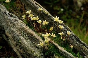 Steinbruch, steinbruch, switzerland, valais, alpine, perennial, flower, wildflower, wallis, swiss, schweiz, wild, saxifraga, arid, stonecrop, dry, tough, hardy, native, alps, white, succulent, yellow, stone, rock, steinbruch, alpine, flower, wallis, schweiz, saxifraga, white