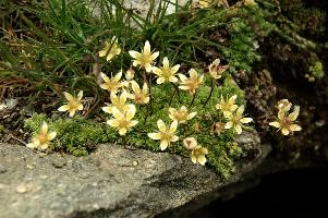 Steinbruch, steinbruch, switzerland, valais, alpine, perennial, flower, wildflower, wallis, swiss, schweiz, wild, saxifraga, arid, stonecrop, dry, tough, hardy, native, alps, white, succulent, yellow, stone, rock, steinbruch, alpine, flower, wallis, schweiz, saxifraga, white