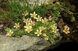 Saxifraga, steinbruch, switzerland, valais, alpine, perennial, flower, wildflower, wallis, swiss, schweiz, wild, saxifraga, arid, stonecrop, dry, tough, hardy, native, alps, white, succulent, yellow, stone, rock, steinbruch, alpine, flower, wallis, schweiz, saxifraga, white