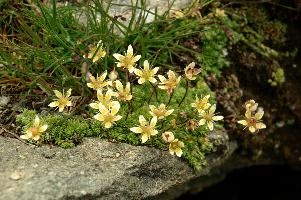 Steinbruch, steinbruch, switzerland, valais, alpine, perennial, flower, wildflower, wallis, swiss, schweiz, wild, saxifraga, arid, stonecrop, dry, tough, hardy, native, alps, white, succulent, yellow, stone, rock, steinbruch, alpine, flower, wallis, schweiz, saxifraga, white