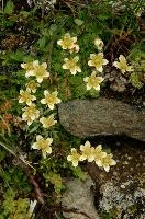Steinbruch, steinbruch, switzerland, valais, alpine, perennial, flower, wildflower, wallis, swiss, schweiz, wild, saxifraga, arid, stonecrop, dry, tough, hardy, native, alps, white, succulent, yellow, stone, rock, steinbruch, alpine, flower, wallis, schweiz, saxifraga, white