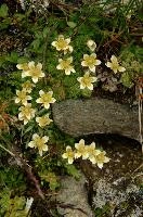 Steinbruch, steinbruch, switzerland, valais, alpine, perennial, flower, wildflower, wallis, swiss, schweiz, wild, saxifraga, arid, stonecrop, dry, tough, hardy, native, alps, white, succulent, yellow, stone, rock, steinbruch, alpine, flower, wallis, schweiz, saxifraga, white