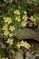 Steinbruch, steinbruch, switzerland, valais, alpine, perennial, flower, wildflower, wallis, swiss, schweiz, wild, saxifraga, arid, stonecrop, dry, tough, hardy, native, alps, white, succulent, yellow, stone, rock, steinbruch, alpine, flower, wallis, schweiz, saxifraga, white