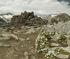 Eggishorn, eggishorn, flowers, swiss, alps, stone, alpine, wallis, alpine, schweiz, rock, valais, hardy, peak, white, switzerland, arid, harsh, eggishorn, valais, mountains, alps, rocky, mountains, wallis, alpine, schweiz, dry, stony, rocks, arid, high, rock, alps