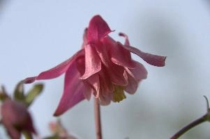 Aquilegia, amden, alps, mauve, garden, berschis, hardy, alpine, swiss, pink, switzerland, perennial, mountains, purple, blooming, cultivated, flower, village, grannys bonnet, aquilegia, flora, summer