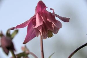 Aquilegia, amden, alps, mauve, garden, berschis, hardy, alpine, swiss, pink, switzerland, perennial, mountains, purple, blooming, cultivated, flower, village, grannys bonnet, aquilegia, flora, summer