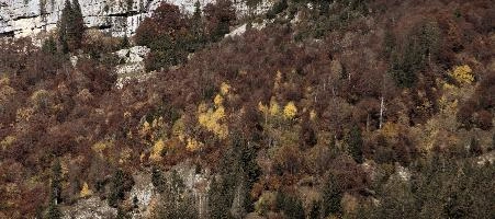 Autumn Forest, alps, leaves, autumn, forest, woodland, switzerland, changing, europe, mountains, trees, colours, canopy