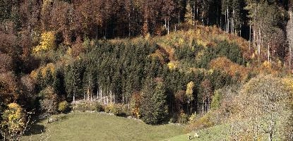 Autumn Forest, alps, leaves, autumn, forest, woodland, switzerland, changing, europe, mountains, trees, colours, canopy
