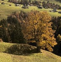 Autumn landscape in Amden, Switzerland, null
