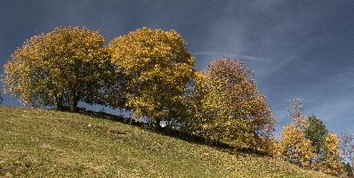 Autumn trees in Amden, Switzerland, null