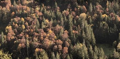 Autumn trees in Amden, Switzerland, null