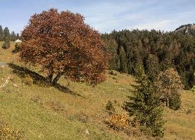 Autumn Beech, null