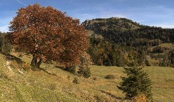 Autumn Beech, null