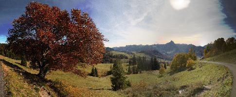 Autumn Beech, europe, switzerland, amden, mountains, alps, autumn, tree, copper, beech, russett, panorama, view, landscape
