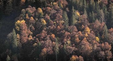 Autumn woods above Amden, Switzerland, null