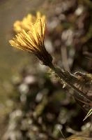 Coltsfoot flower on meadow above Amden, Switzerland, eyebright, meadow, medicinal, flora, wildflower, switzerland, crowfoot, europe, flower, herb, yellow