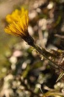 Coltsfoot flower on meadow above Amden, Switzerland, eyebright, meadow, medicinal, flora, wildflower, switzerland, crowfoot, europe, flower, herb, yellow