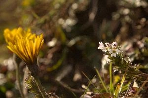 Eyebright (Euphrasia sp.) on meadow above Amden, Switzerland, euphrasia, pink, flora, flower, meadow, eyebright, switzerland, voilet, europe, crowfoot, pectinata, yellow, mauve, wildflower, herb, medicinal