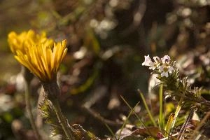 Eyebright (Euphrasia sp.) on meadow above Amden, Switzerland, euphrasia, pink, flora, flower, meadow, eyebright, switzerland, voilet, europe, crowfoot, pectinata, yellow, mauve, wildflower, herb, medicinal