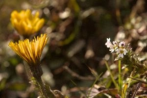 Eyebright (Euphrasia sp.) on meadow above Amden, Switzerland, euphrasia, pink, flora, flower, meadow, eyebright, switzerland, voilet, europe, crowfoot, pectinata, yellow, mauve, wildflower, herb, medicinal