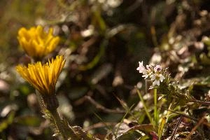 Eyebright (Euphrasia sp.) on meadow above Amden, Switzerland, euphrasia, pink, flora, flower, meadow, eyebright, switzerland, voilet, europe, crowfoot, pectinata, yellow, mauve, wildflower, herb, medicinal