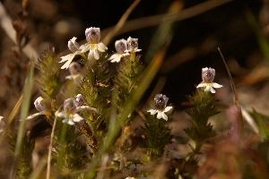 Eyebright (Euphrasia sp.) on meadow above Amden, Switzerland, euphrasia, pink, flora, flower, meadow, eyebright, switzerland, voilet, europe, pectinata, yellow, mauve, wildflower, herb, medicinal