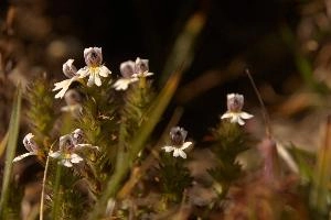Eyebright (Euphrasia sp.) on meadow above Amden, Switzerland, euphrasia, pink, flora, flower, meadow, eyebright, switzerland, voilet, europe, pectinata, yellow, mauve, wildflower, herb, medicinal