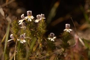 Eyebright (Euphrasia sp.) on meadow above Amden, Switzerland, euphrasia, pink, flora, flower, meadow, eyebright, switzerland, voilet, europe, pectinata, yellow, mauve, wildflower, herb, medicinal