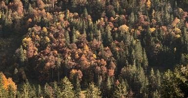 Autumn woods above Amden, Switzerland, null