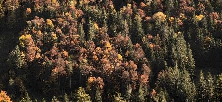 Autumn woods above Amden, Switzerland, null